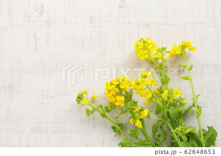 菜の花 62648653