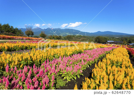 那須フラワーワールド 62648770