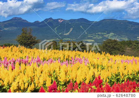 那須フラワーワールド 那須フラワーワールド 62648780