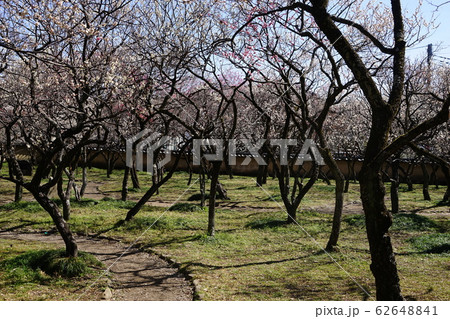 2月 国立19梅林・谷保天満宮 2月 国立19梅林・谷保天満宮 62648841