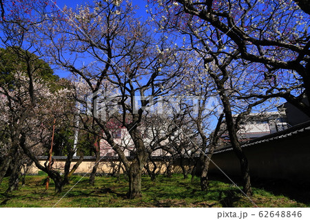 2月　国立17梅林・谷保天満宮 62648846