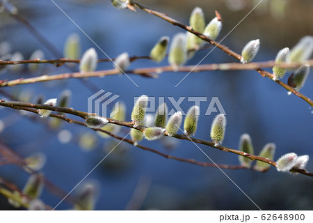 早春のネコヤナギ 62648900