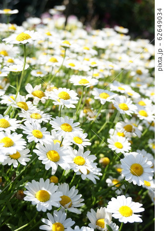 白いマーガレット 白いマーガレット 62649034