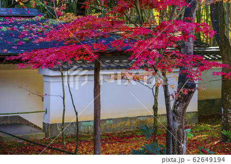 京都　秋の高桐院　　 62649194