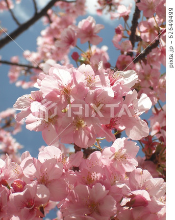 青空に河津桜 1 青空に河津桜 1 62649499