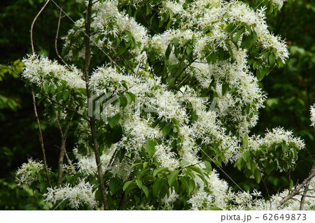 なんじゃもんじゃ20 62649873