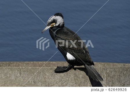 婚姻色のカワウ 婚姻色のカワウ 62649926