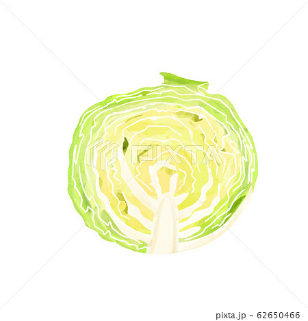 野菜　キャベツ　水彩　半分 62650466