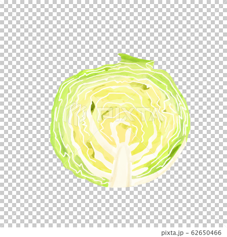 野菜　キャベツ　水彩　半分 62650466