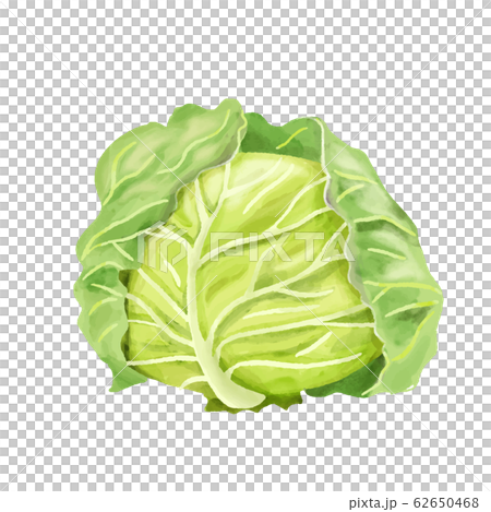 野菜　キャベツ　水彩　まるごと 62650468