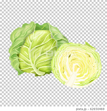 野菜　キャベツ　水彩　半分とまるごと 62650469