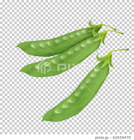 蔬菜絲鞘水彩 62650470
