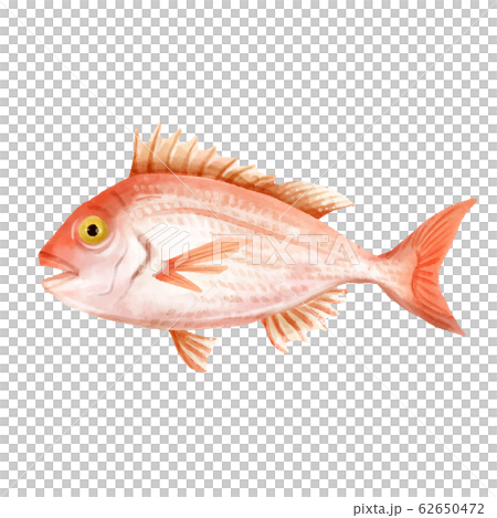 水彩で描いた鯛のイラスト イラスト素材 [ 7044714 ] - フォト