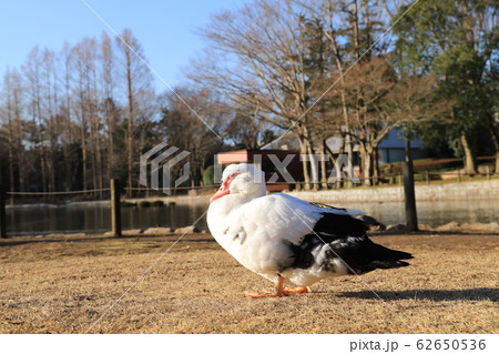 つくば市洞峰公園風景 つくば市洞峰公園風景 62650536