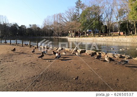 つくば市洞峰公園風景 つくば市洞峰公園風景 62650537
