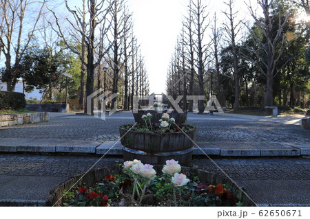 つくば市洞峰公園 62650671