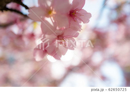 春の訪れ　桜 62650725