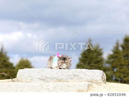 エキゾチックショートヘア エキゾチックショートヘア 62652046