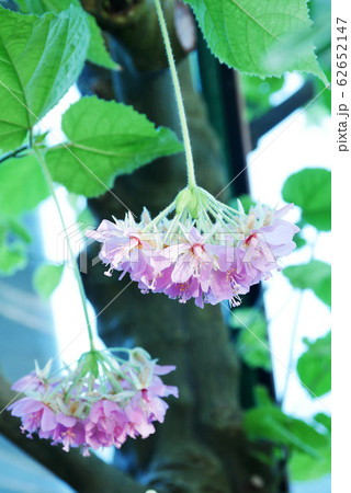 植物写真 熱帯植物のドンベア ウオリッキー 温室で香る花の写真素材