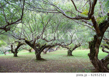 Plum tree plantation at Royal Agricultural Station Angkhang in Chiang Mai,Thailand. Plum tree plantation at Royal Agricultural Station Angkhang in Chiang Mai,Thailand. 62652521
