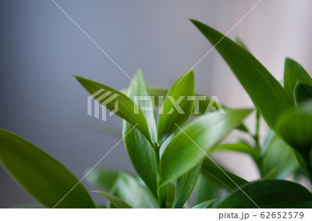なぎの若葉のアップ なぎの若葉のアップ 62652579