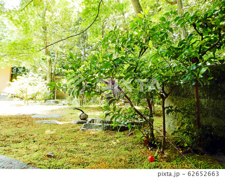 正伝永源院 青もみじ 正伝永源院 青もみじ 62652663