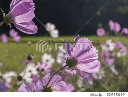 秋桜 秋桜 62653039