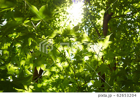 森 公園 ソウル 62653204