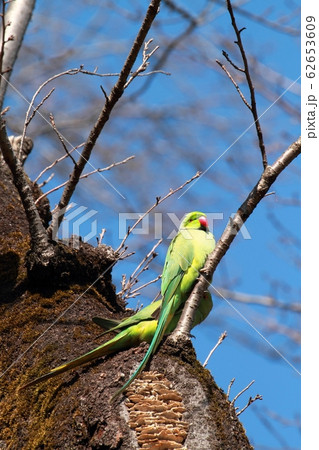 Ring-necked Parakeet ワカケホンセイインコ Ring-necked Parakeet ワカケホンセイインコ 62653609