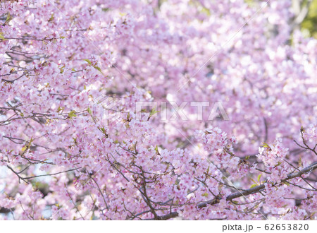河桜 河桜 62653820