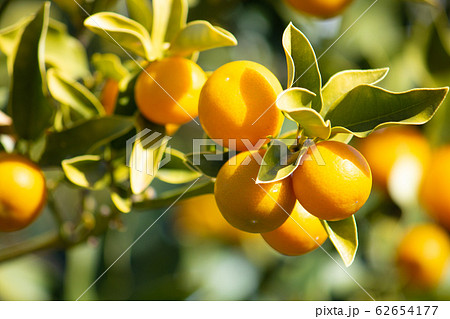 日本のキンカン(金柑):冬に果実がなりました。 日本のキンカン(金柑):冬に果実がなりました。 62654177