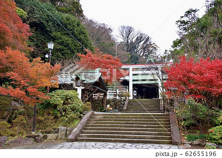 鎌倉・鎌倉宮(大塔宮)の紅葉 鎌倉・鎌倉宮(大塔宮)の紅葉 62655196