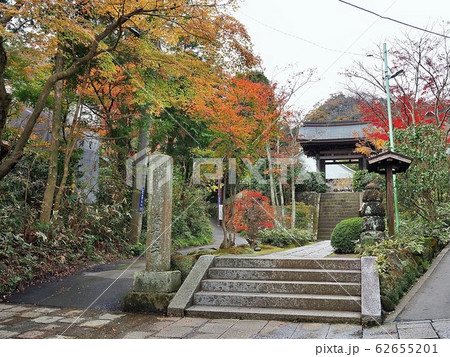 鎌倉・海蔵寺の紅葉 62655201
