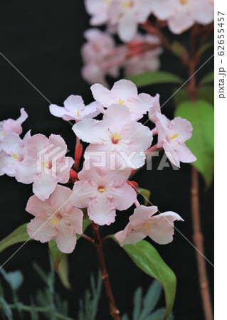 ルクリア・ピンケアナ 62655457