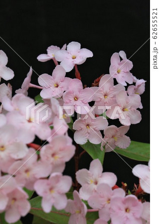 ルクリア・ピンケアナ 62655521