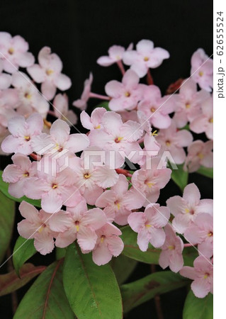 ルクリア・ピンケアナ 62655524