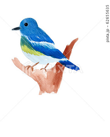 青い鳥 ルリビタキのイラスト素材