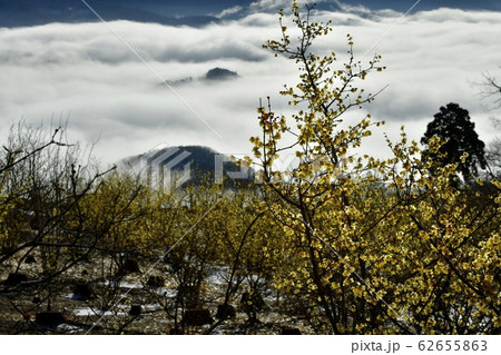 宝登山ロウバイ園からロウバイと長瀞町を覆う雲海 62655863