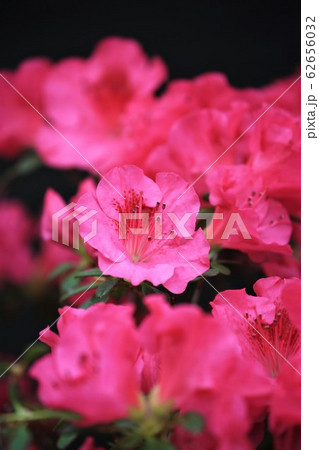 アザレア×ヒラドツツジ・堀内寒咲 62656032