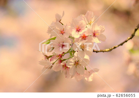 桜咲く 桜咲く 62656055