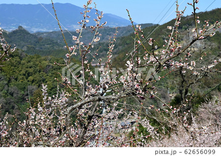 賀名生梅林 62656099