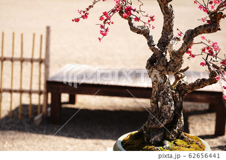 　春を迎える盆栽の姿 62656441