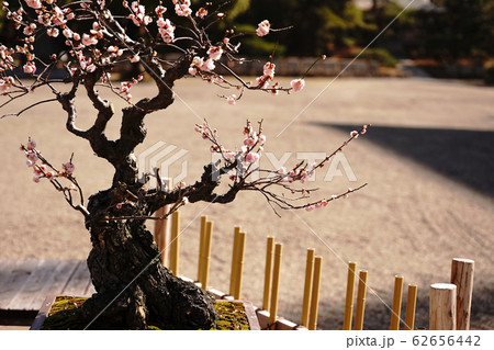 　春を迎える盆栽の姿 62656442