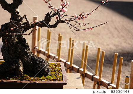 　春を迎える盆栽の姿 62656443