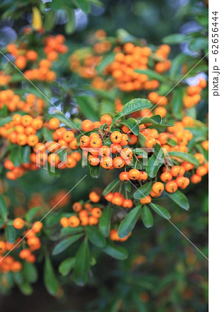 タチバナモドキ（ピラカンサ） 62656444