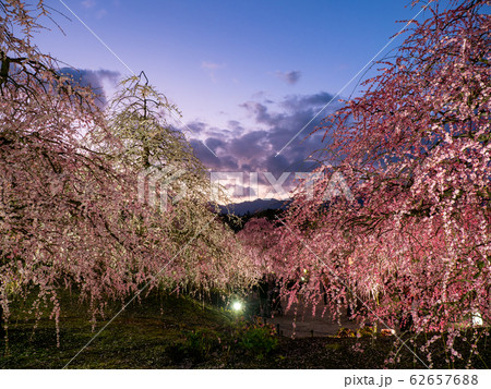 鈴鹿の森庭園のしだれ梅ライトアップ 62657688