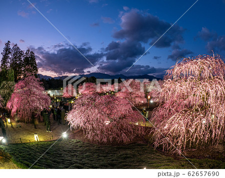 鈴鹿の森庭園のしだれ梅ライトアップ 62657690