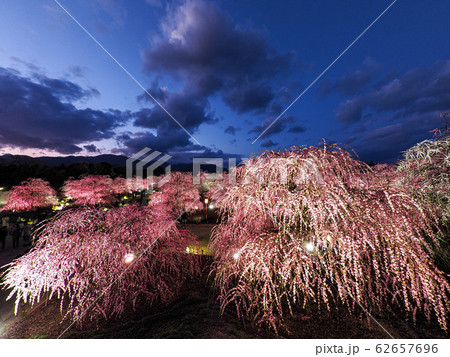 鈴鹿の森庭園のしだれ梅ライトアップ 鈴鹿の森庭園のしだれ梅ライトアップ 62657696