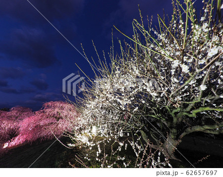 鈴鹿の森庭園のしだれ梅ライトアップ 鈴鹿の森庭園のしだれ梅ライトアップ 62657697