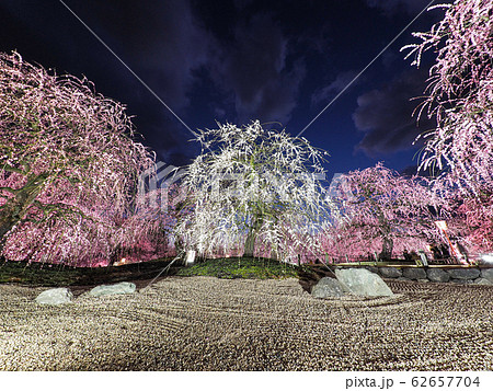 鈴鹿の森庭園のしだれ梅ライトアップ 鈴鹿の森庭園のしだれ梅ライトアップ 62657704